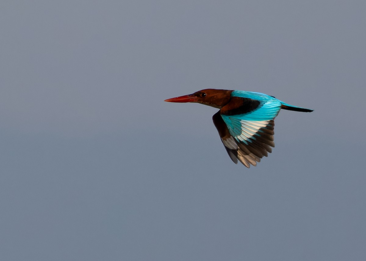 White-throated Kingfisher - Ayuwat Jearwattanakanok