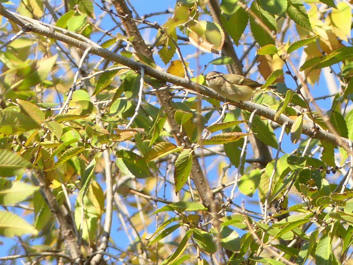 Hume's Warbler - ML611936727