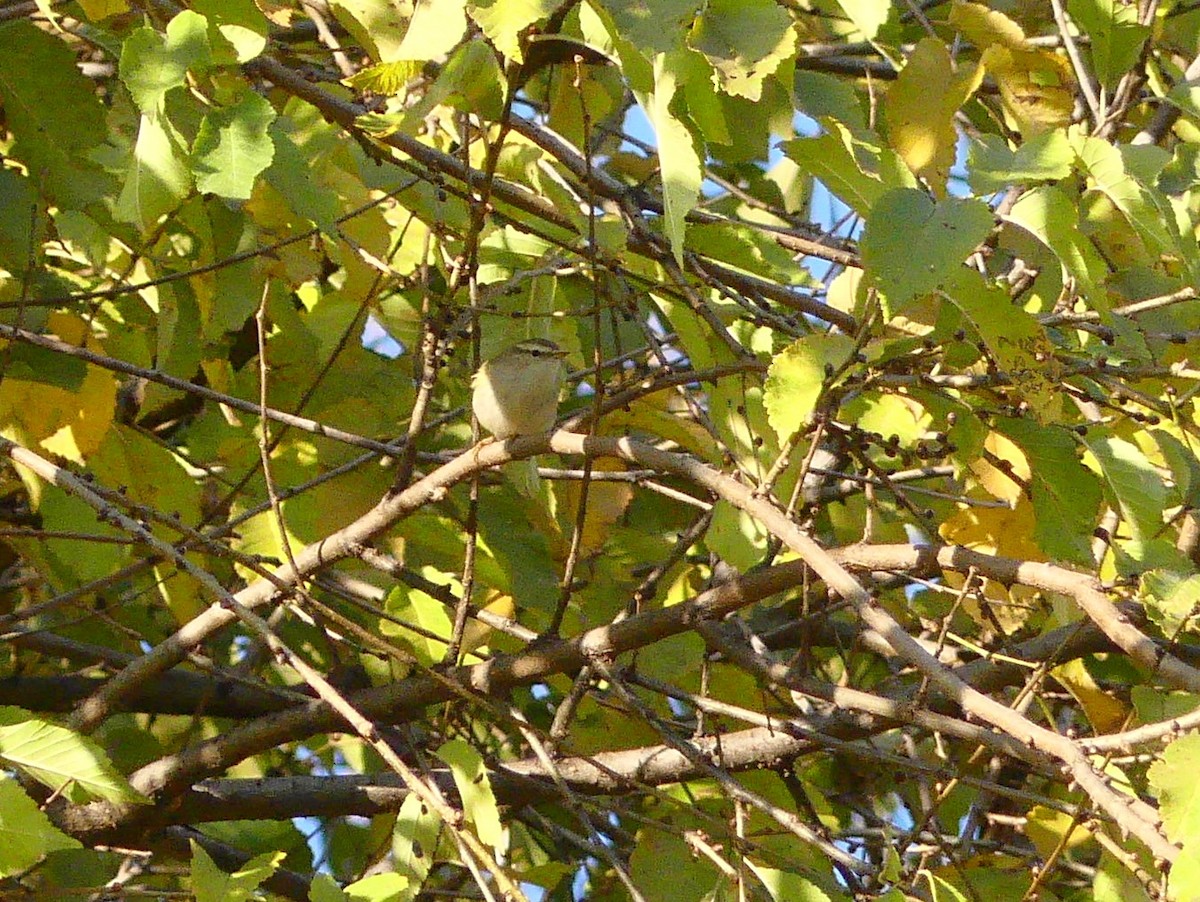 Hume's Warbler - ML611936728