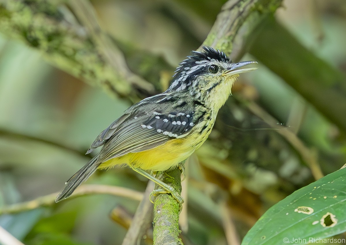 Yellow-breasted Warbling-Antbird - ML611936793