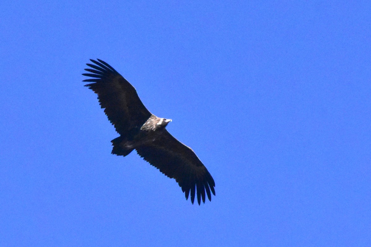 Cinereous Vulture - ML611936847