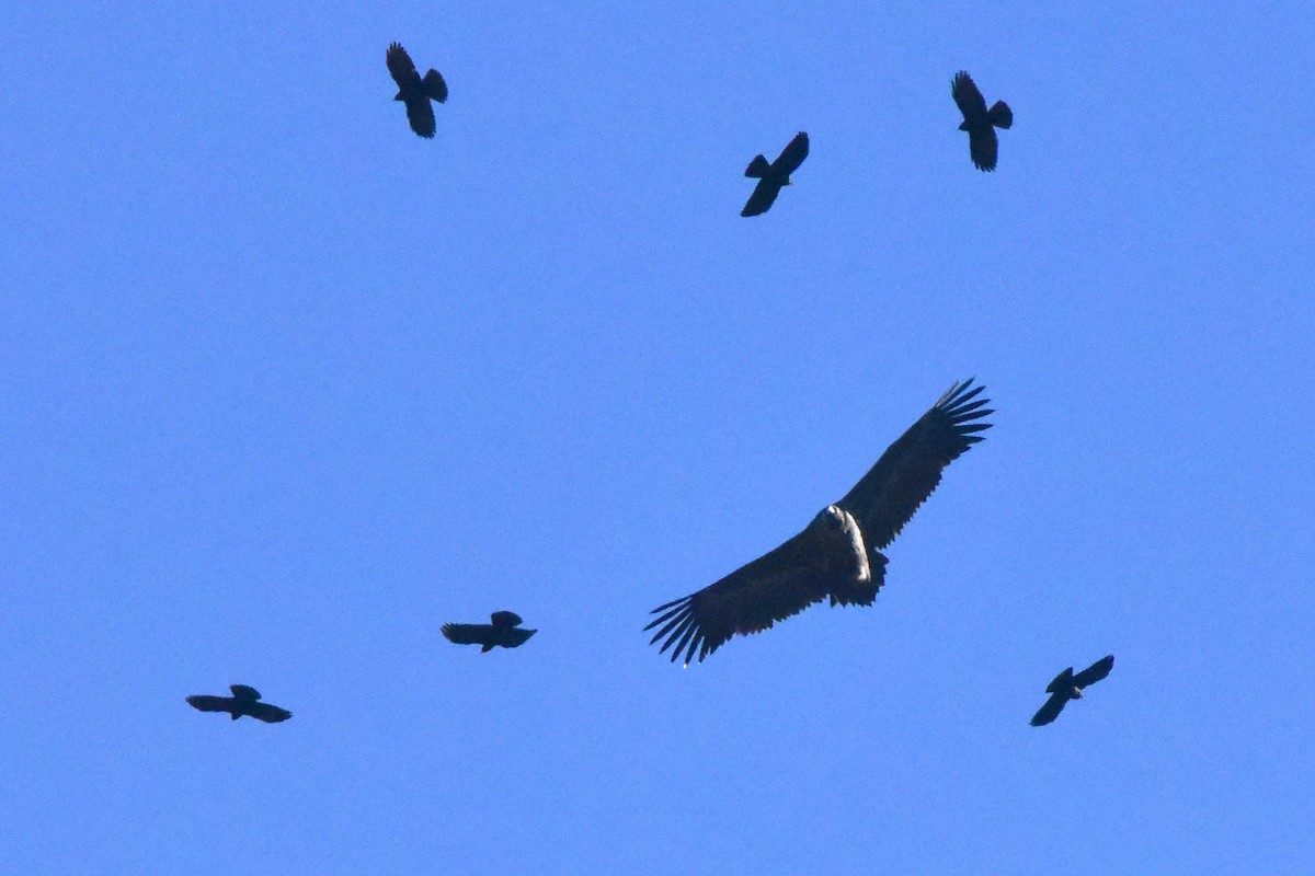 Cinereous Vulture - ML611936848