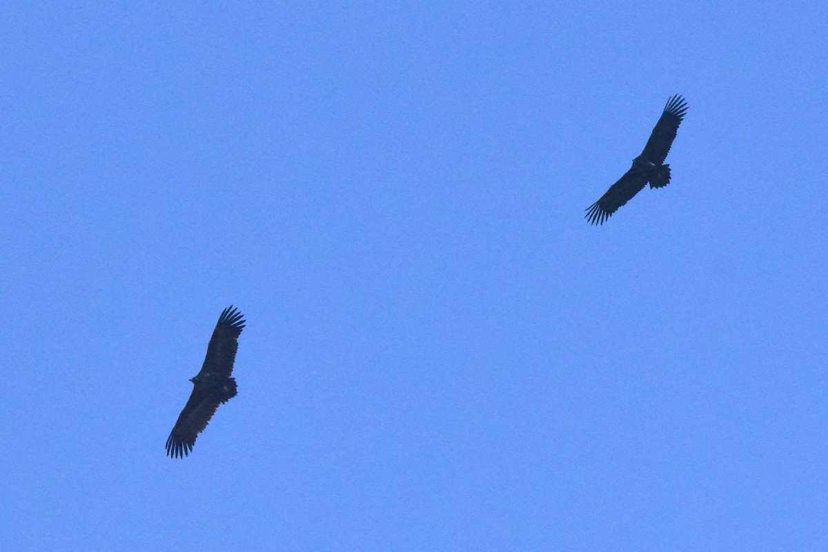 Cinereous Vulture - ML611936849