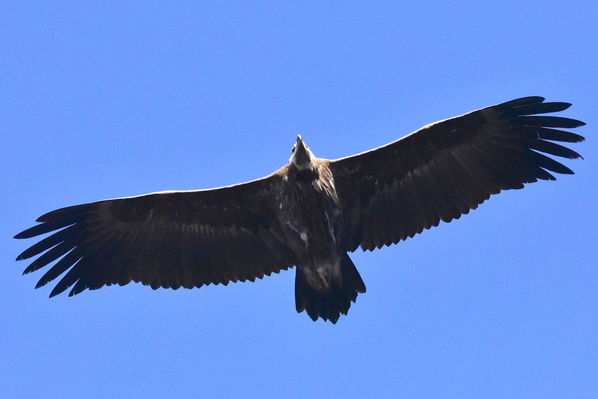 Cinereous Vulture - ML611936852
