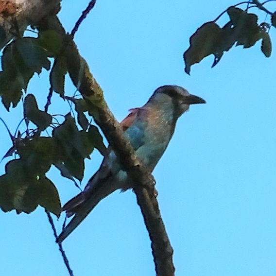 European Roller - ML611937040
