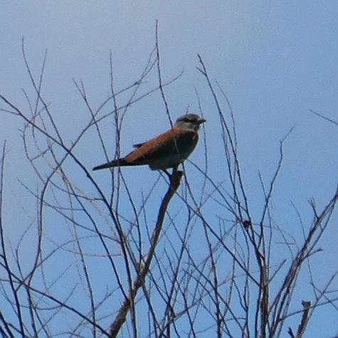 European Roller - ML611937143