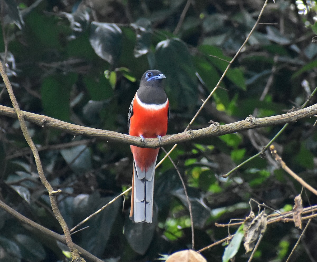 Malabar Trogon - ML611937236