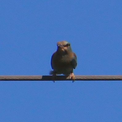 European Roller - ML611937267