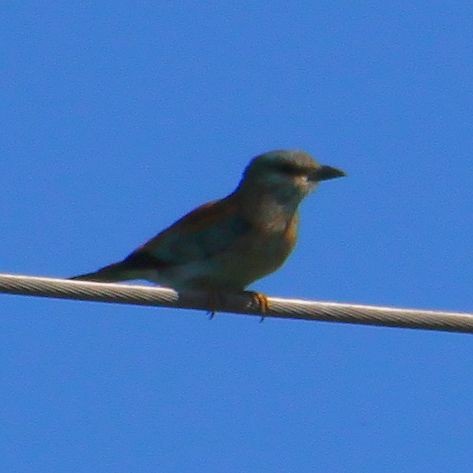 European Roller - ML611937323