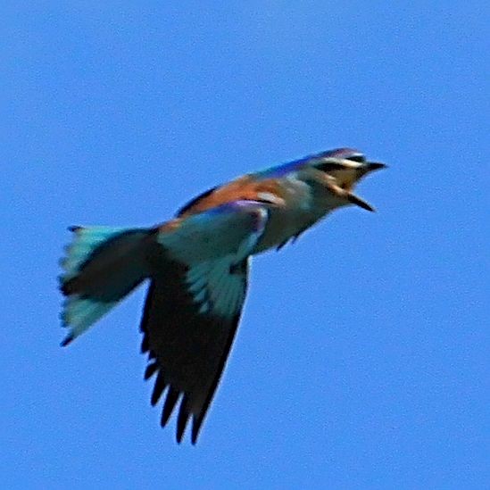 European Roller - ML611937338