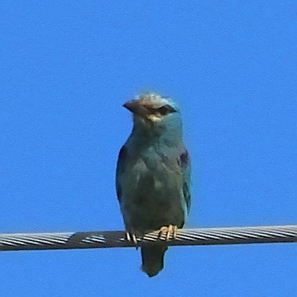 European Roller - ML611937339