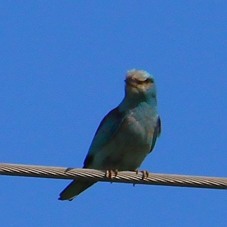 European Roller - ML611937343