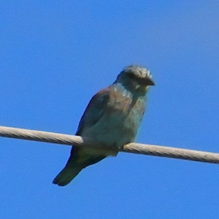 European Roller - ML611937345