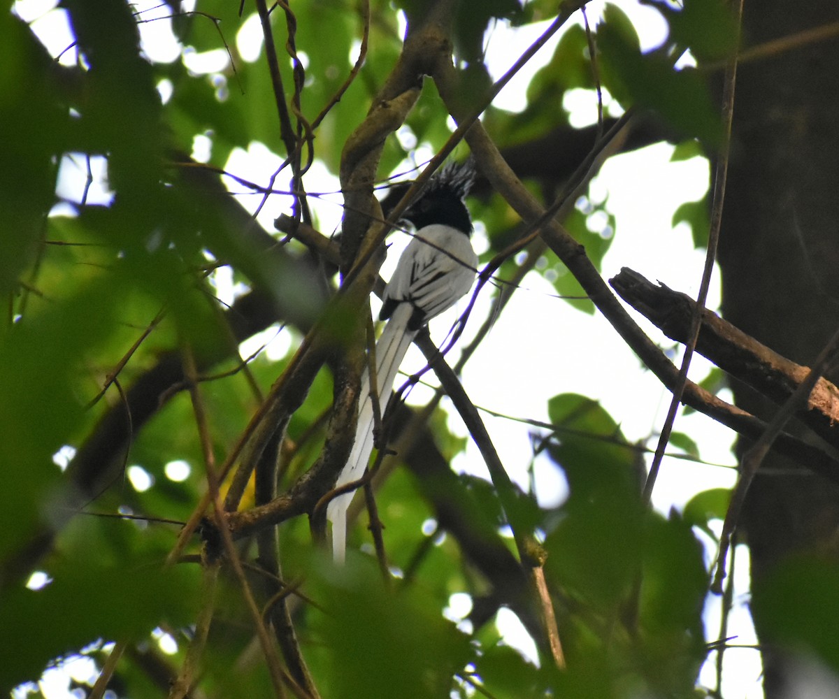 Indian Paradise-Flycatcher - ML611937381