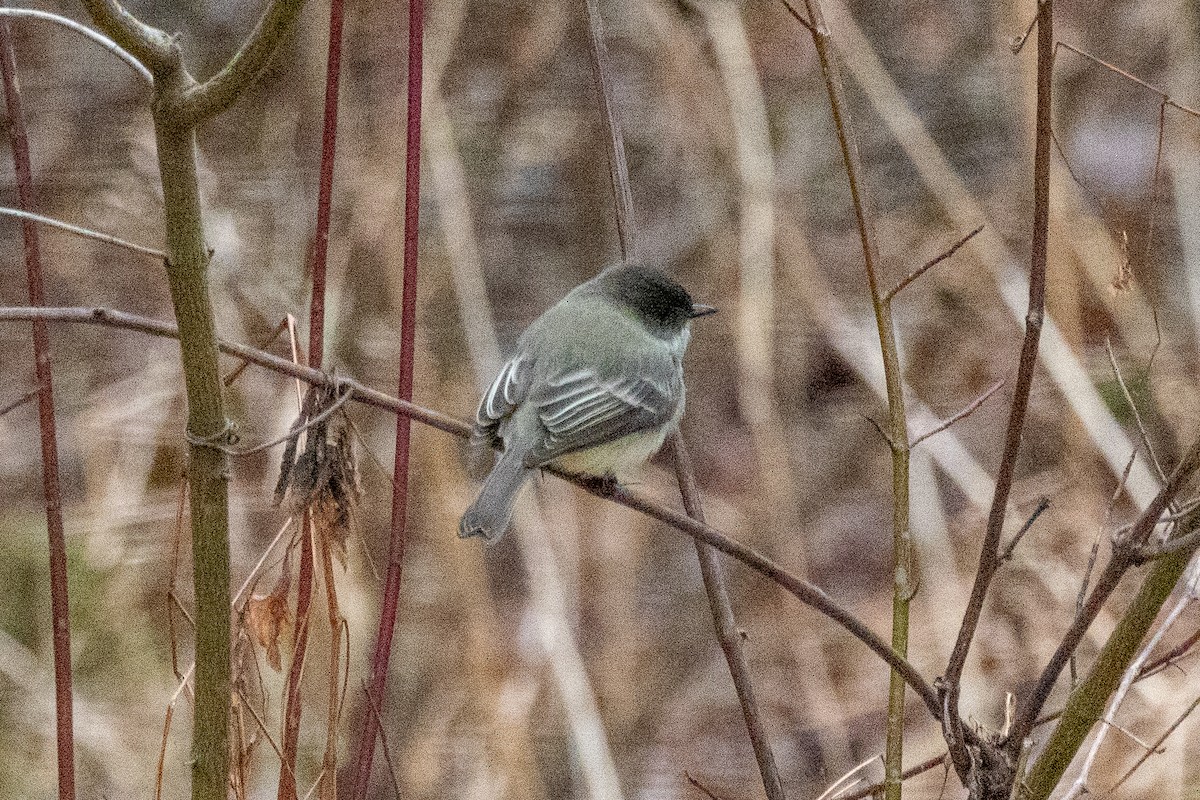 eBird Brasil Checklist 6 Dec 2023 69 Moody Bridge Rd, Hadley USMA