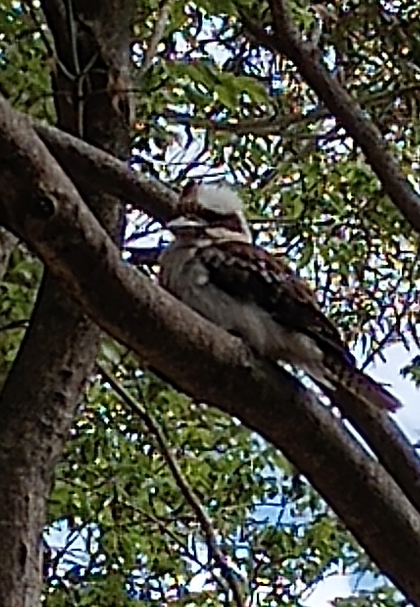 Ebird Checklist Nov Gore Hill Cemetery And Park Species Other Taxa