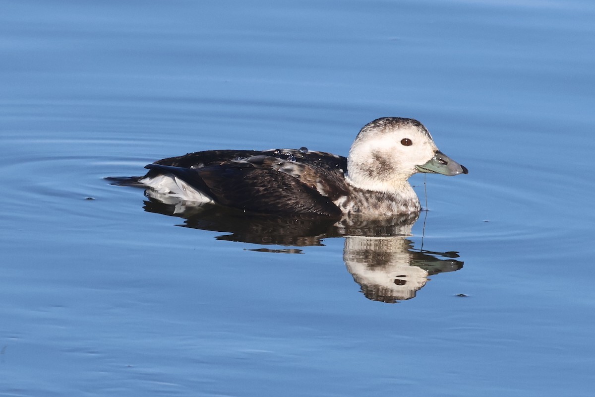 Long-tailed Duck - ML611938515