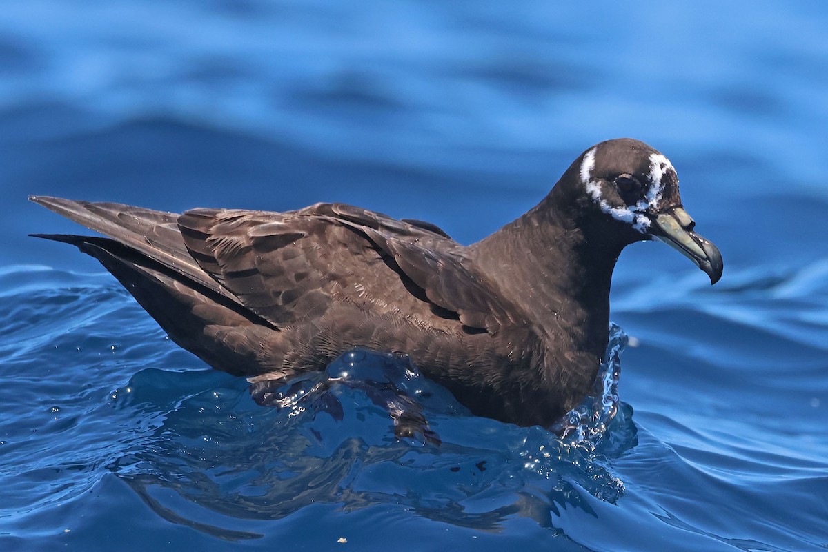 Spectacled Petrel - ML611938551