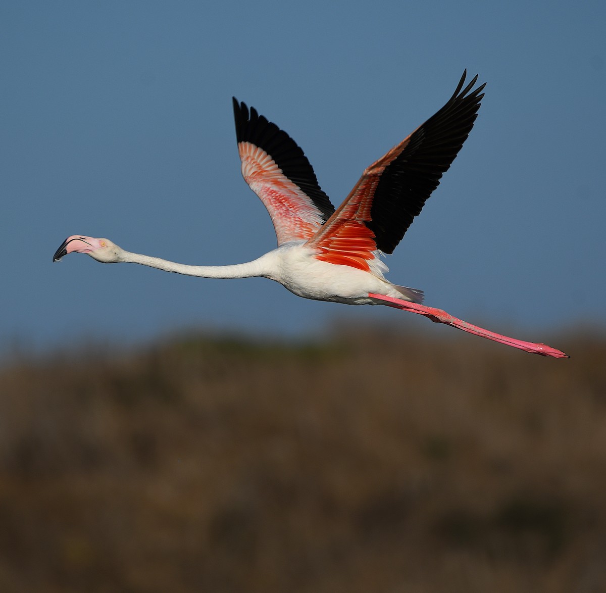 Greater Flamingo - ML611938611