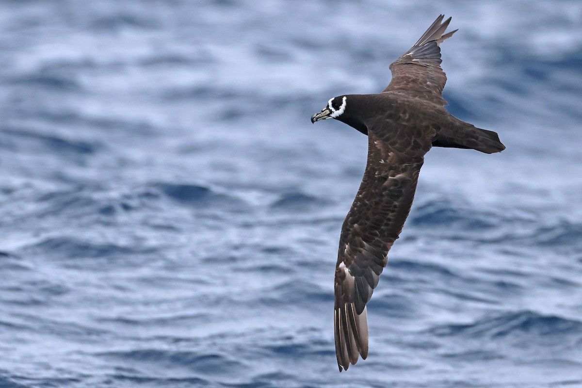 Spectacled Petrel - ML611938638