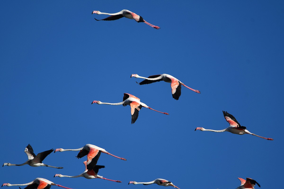 Greater Flamingo - ML611938704