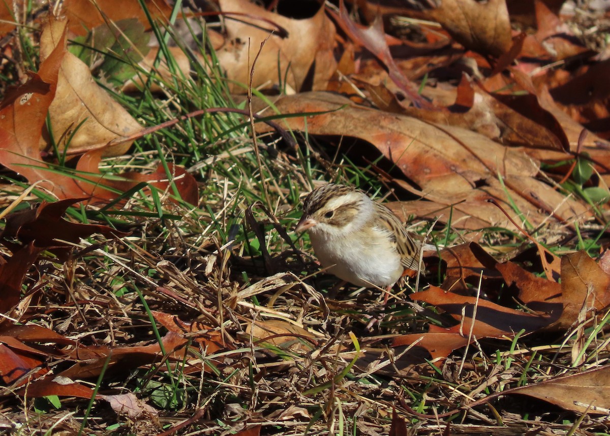 eBird Checklist 4 Dec 2023 Millennium Park 32 species
