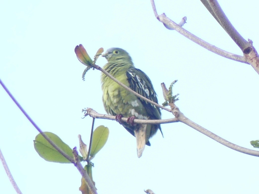 Gray-cheeked Green-Pigeon - ML611938797