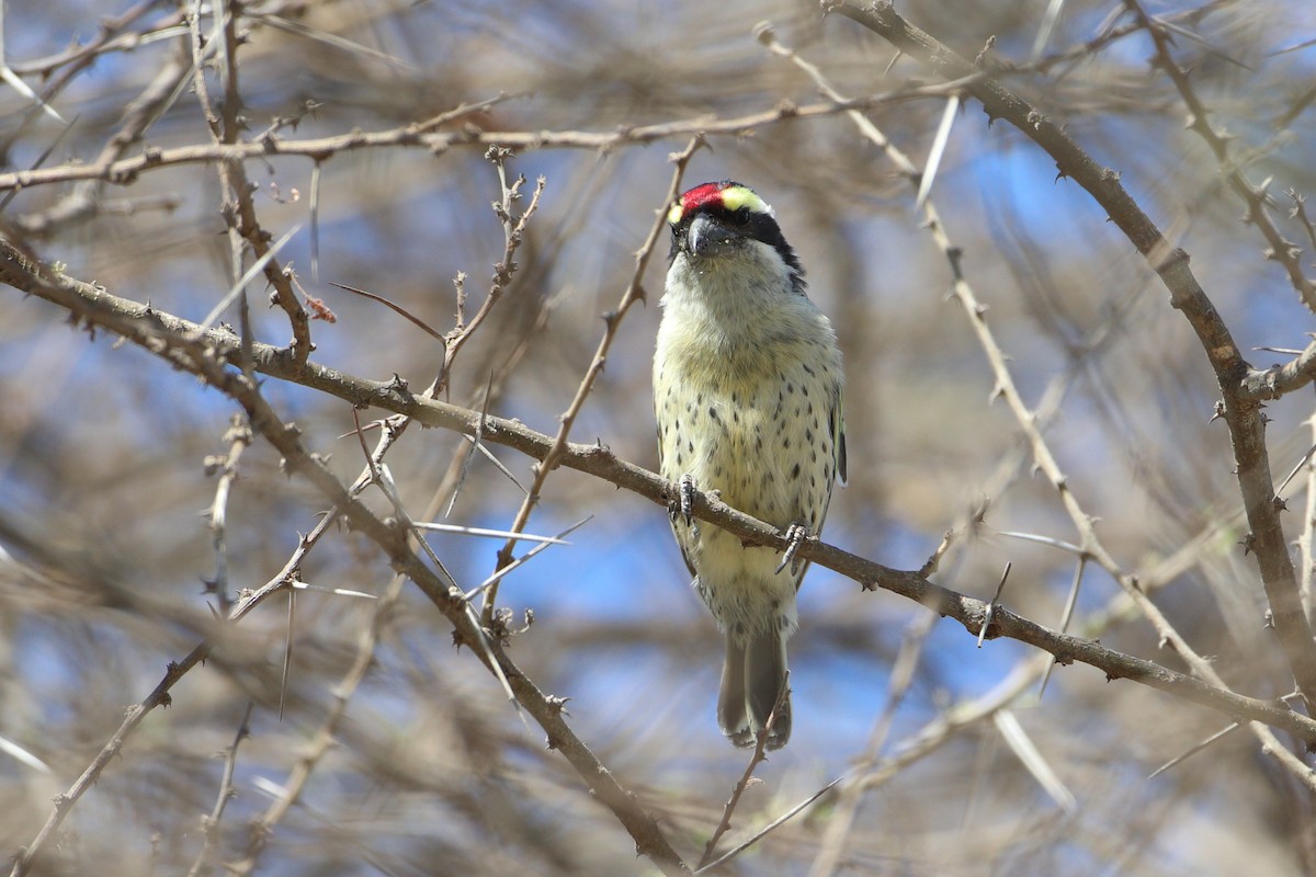 Red-fronted Barbet - ML611939149