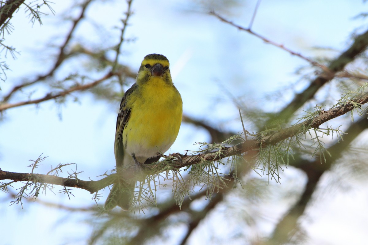 White-bellied Canary - ML611939394