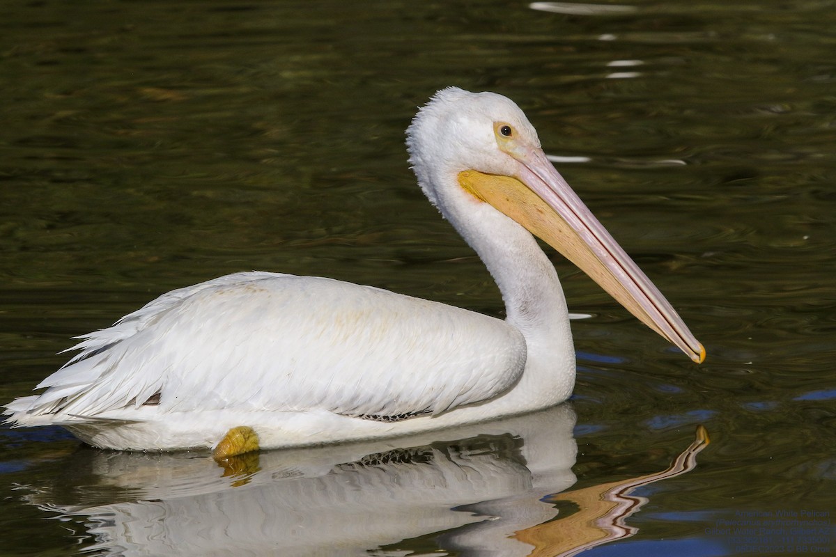 American White Pelican - BB Oros