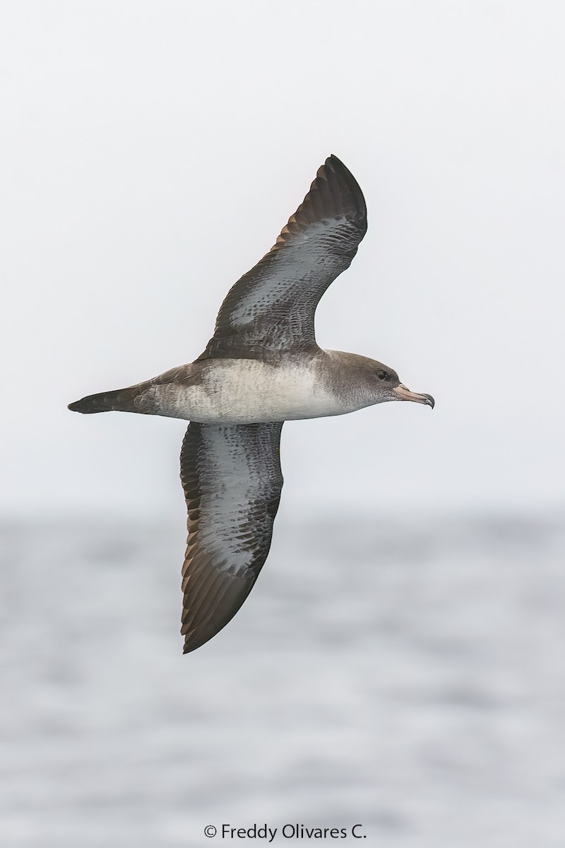 Pink-footed Shearwater - ML611939434