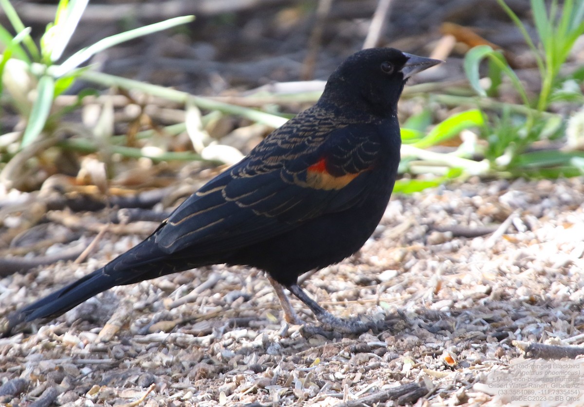 Red-winged Blackbird - BB Oros