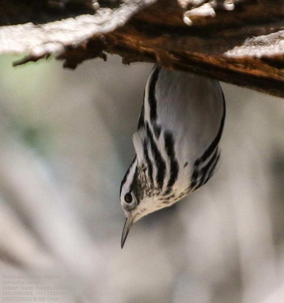 Black-and-white Warbler - ML611939467