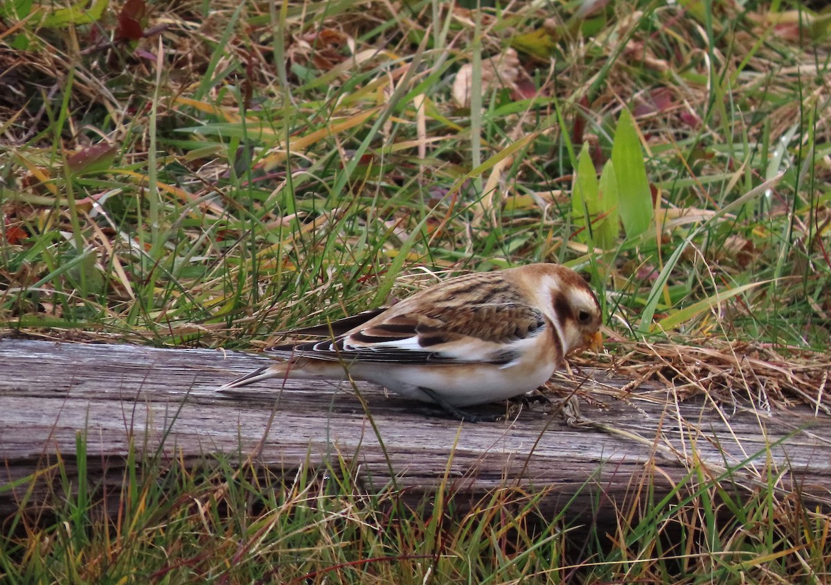 Maine eBird Checklist 5 Dec 2023 Fort Foster Park, Kittery 26