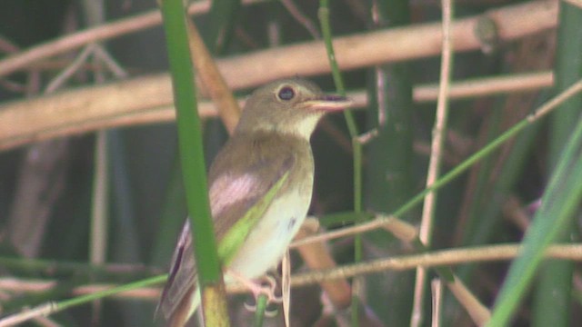 Brown-chested Jungle Flycatcher - ML611939539