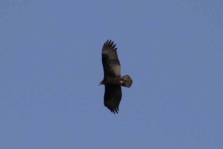 Lesser Yellow-headed Vulture - ML611939541