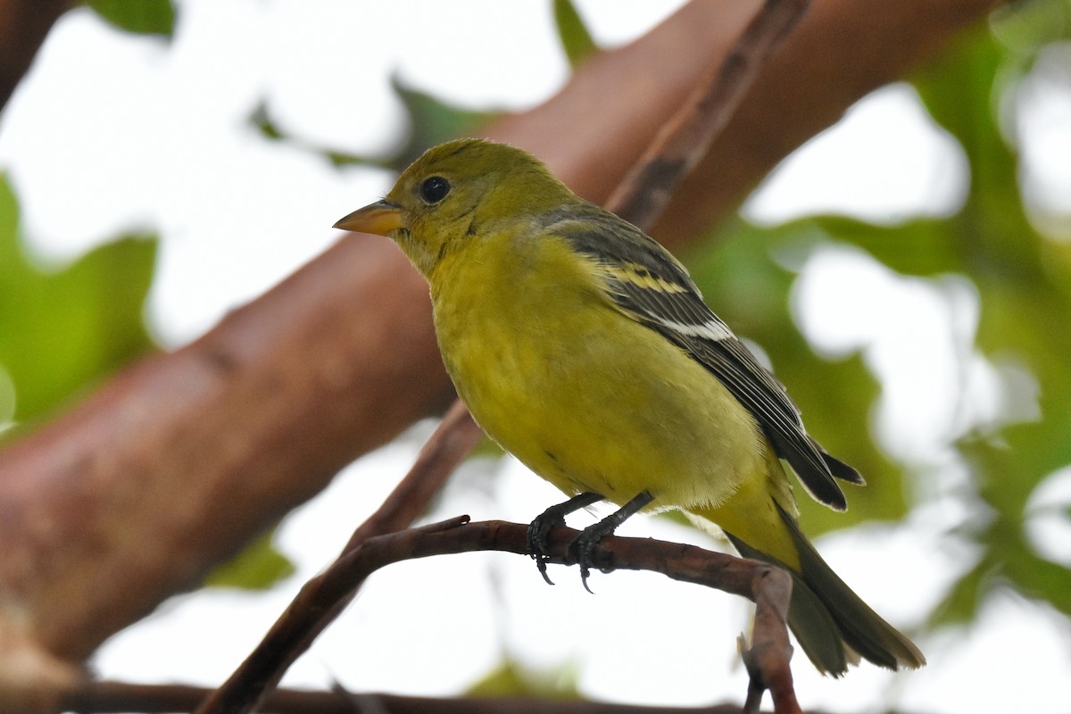 Western Tanager - ML611939552
