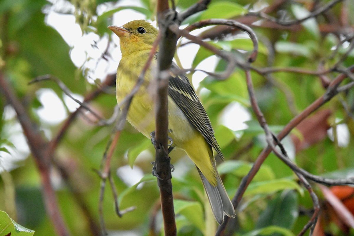 Western Tanager - ML611939553
