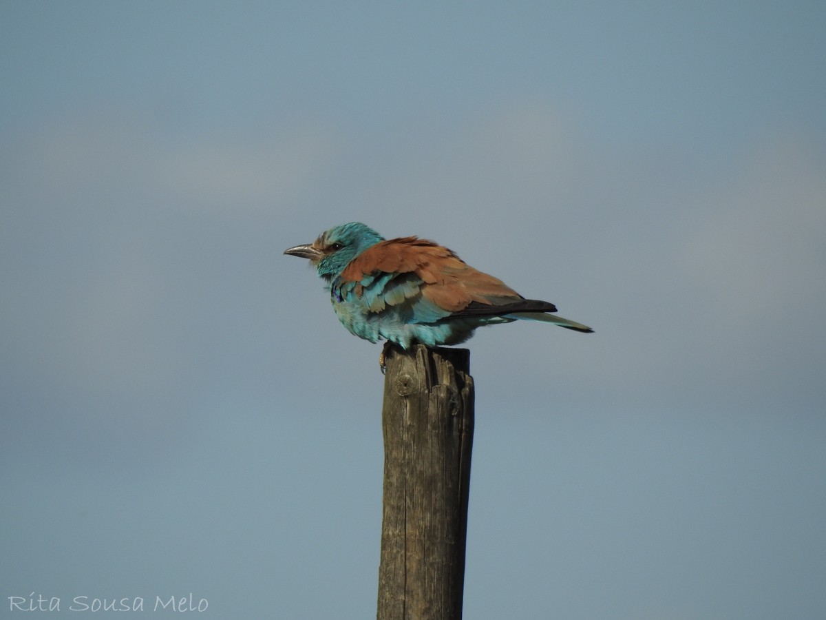European Roller - ML611939731