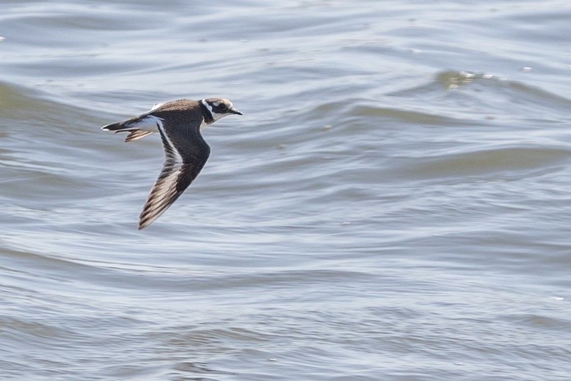 Common Ringed Plover - ML611939773