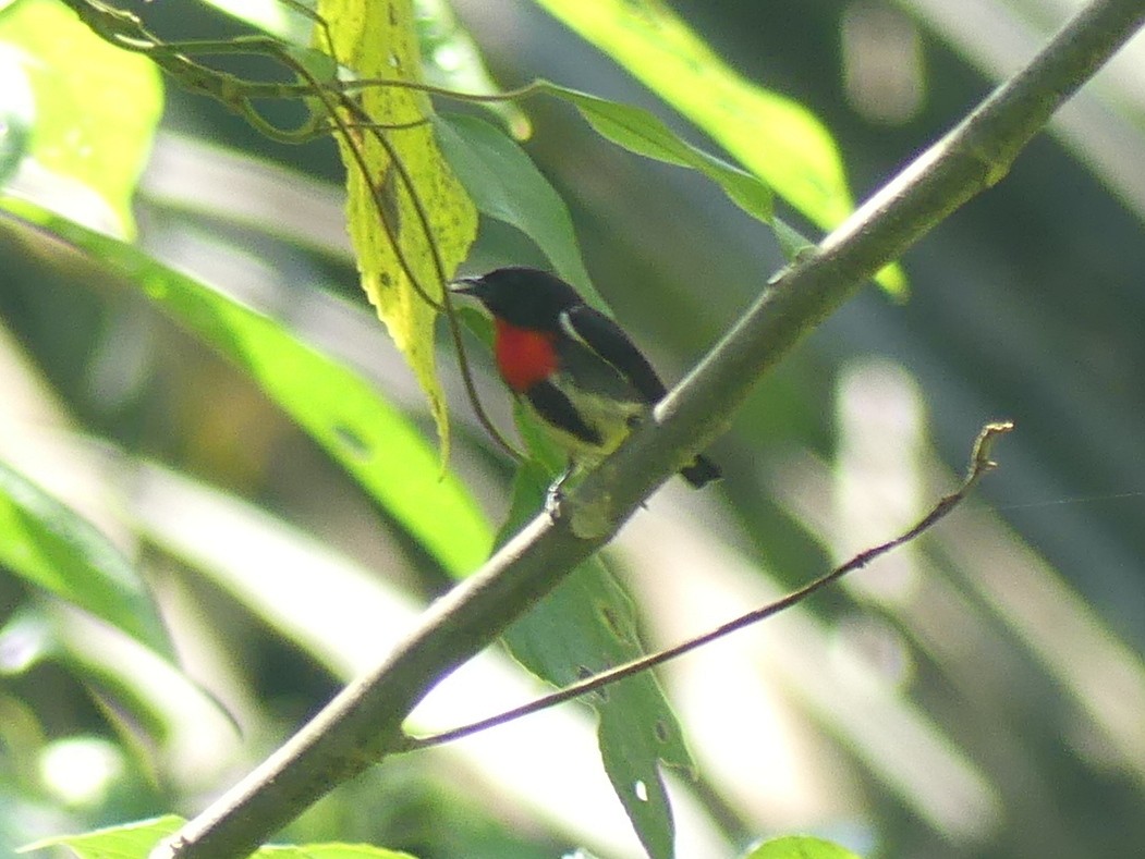 Gray-sided Flowerpecker (Gray-sided) - ML611939895