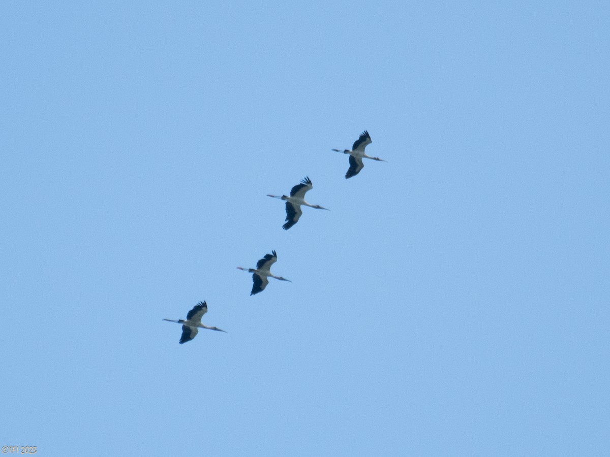 Wood Stork - ML611939946