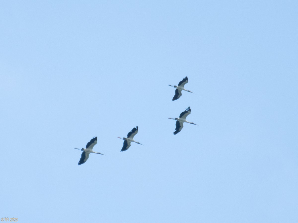 Wood Stork - ML611939950