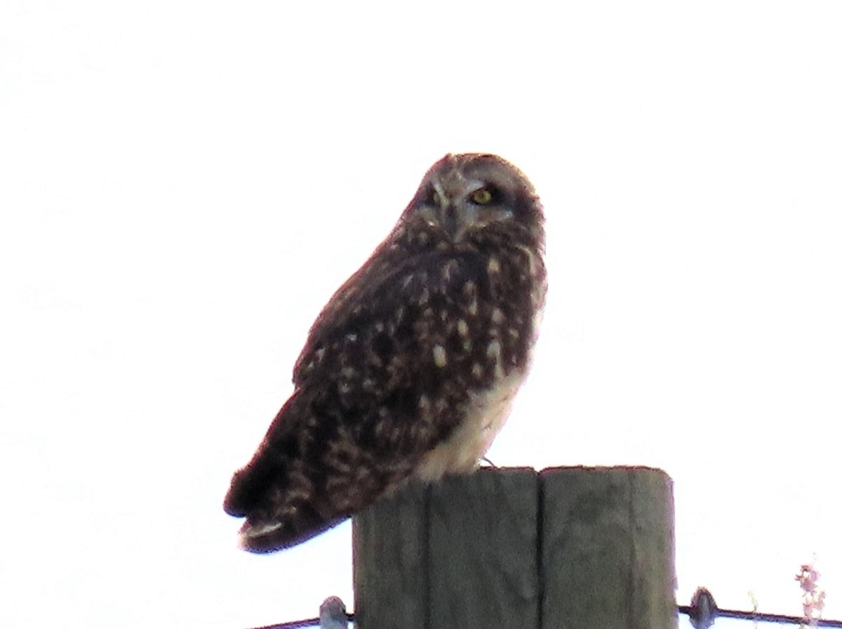 Short-eared Owl - ML611939978