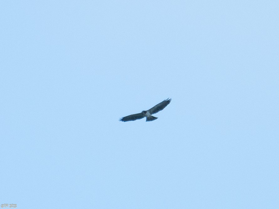 Short-tailed Hawk - ML611940094