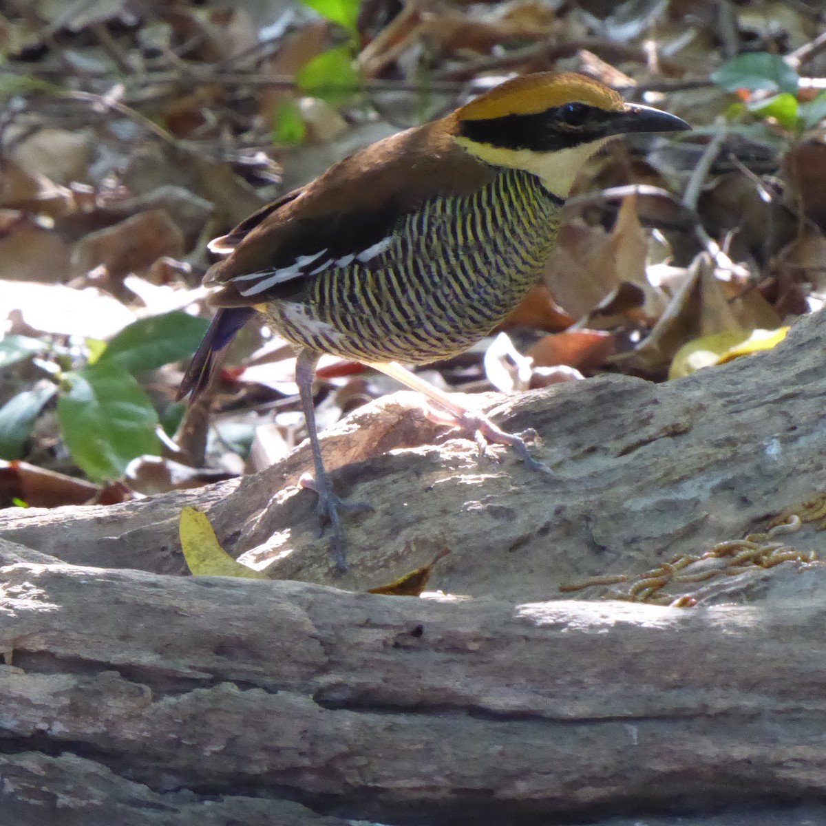 Javan Banded-Pitta - ML611940133