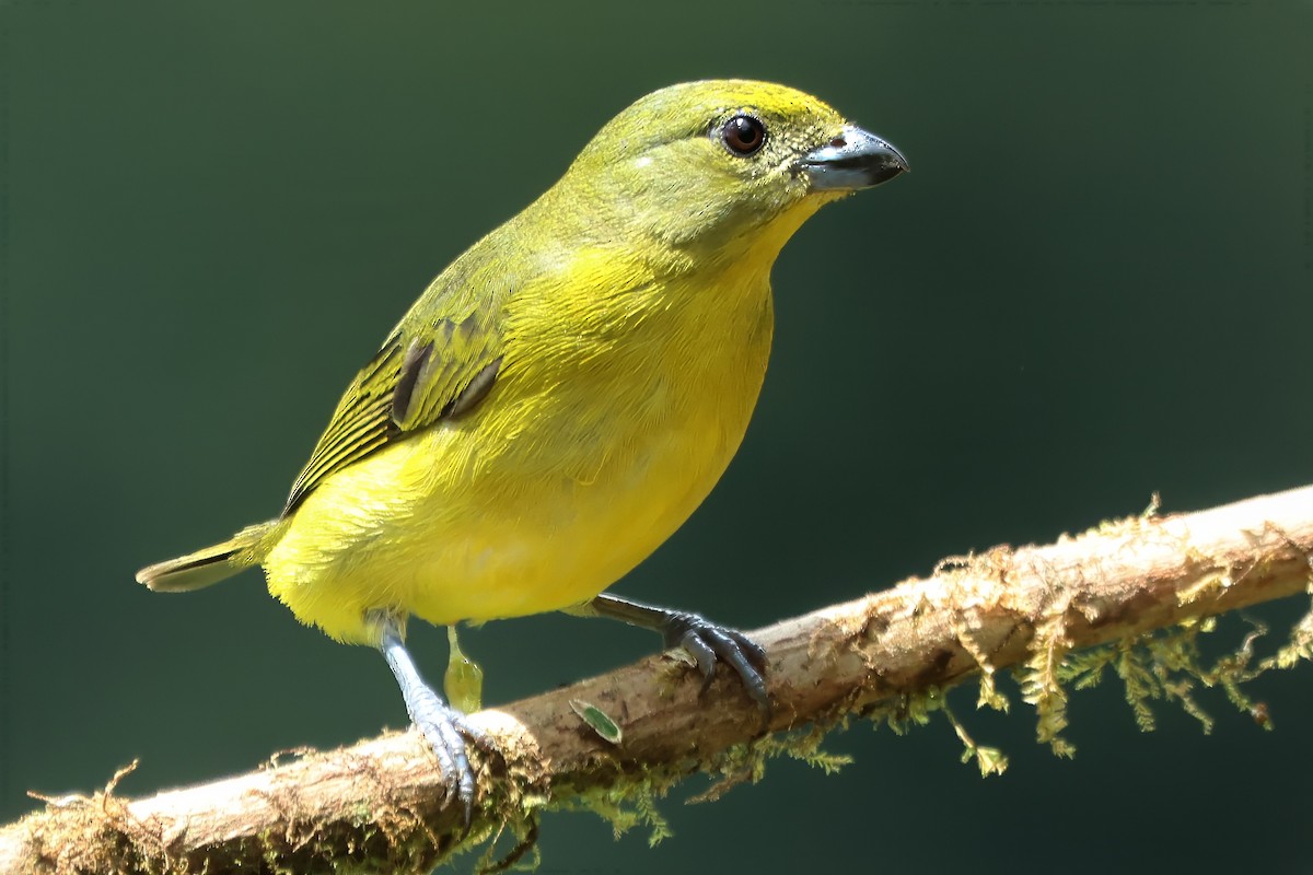 Thick-billed Euphonia - ML611940142