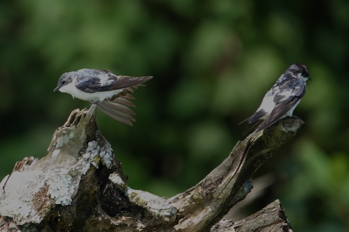 White-winged Swallow - ML611940151