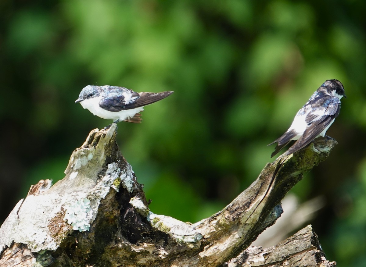 White-winged Swallow - ML611940152