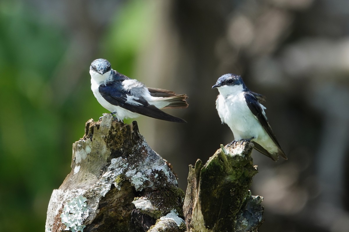 White-winged Swallow - ML611940153